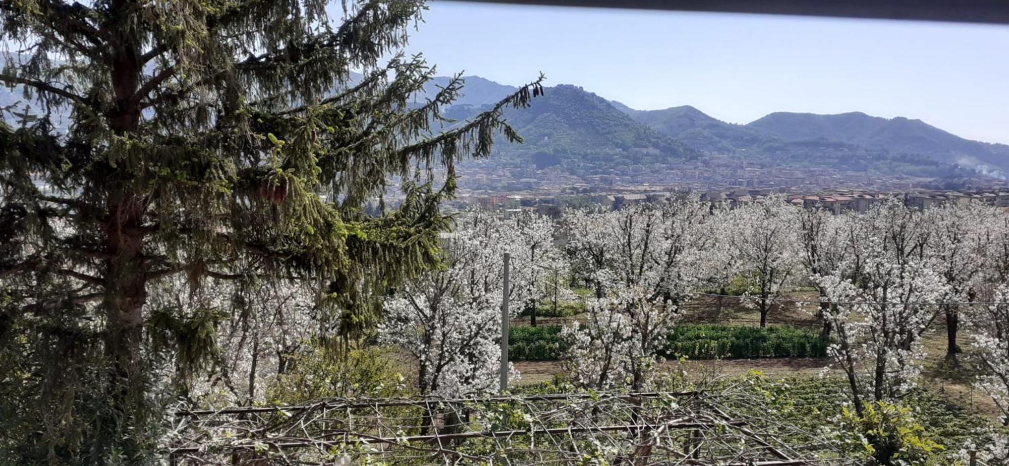 فيلا Lanovella Cava deʼ Tirreni المظهر الخارجي الصورة